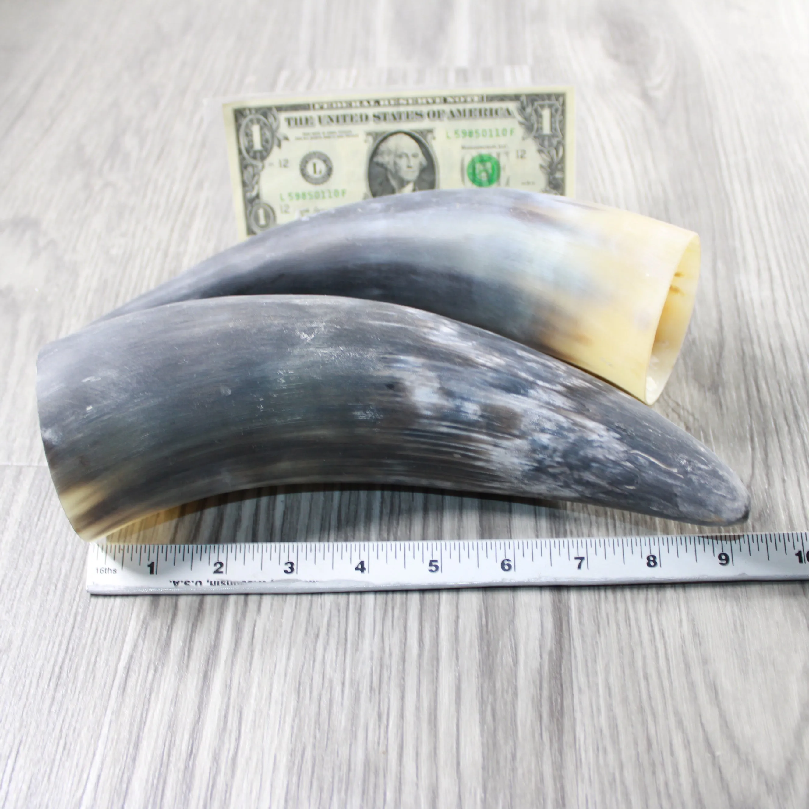 2 Raw Unfinished Cow Horns #804-2 Natural Colored