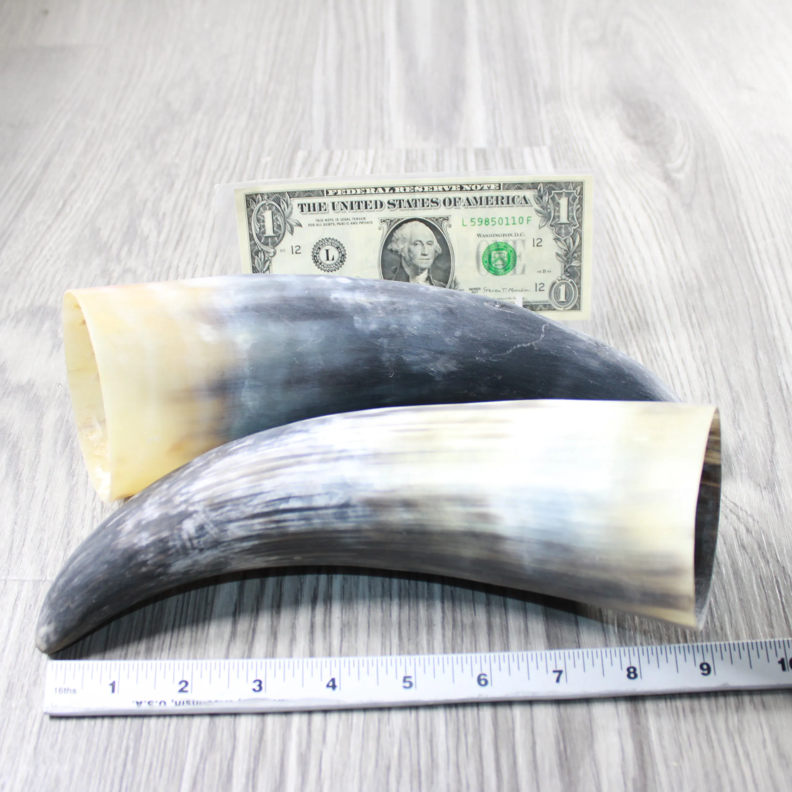 2 Raw Unfinished Cow Horns #804-2 Natural Colored