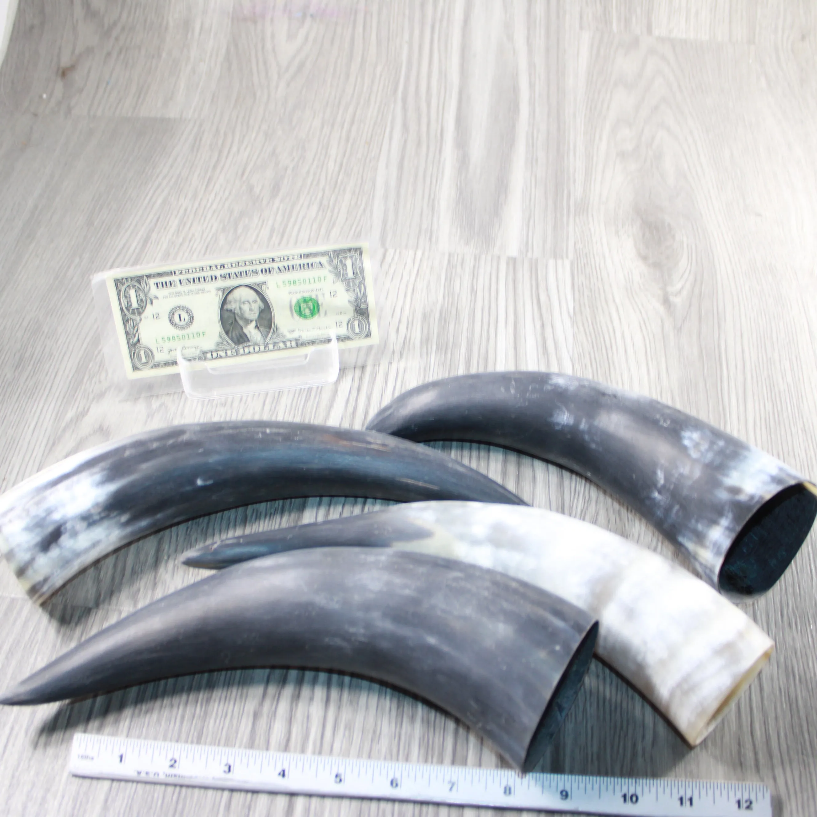 4 Raw Unfinished Cow Horns #4147 Natural Colored
