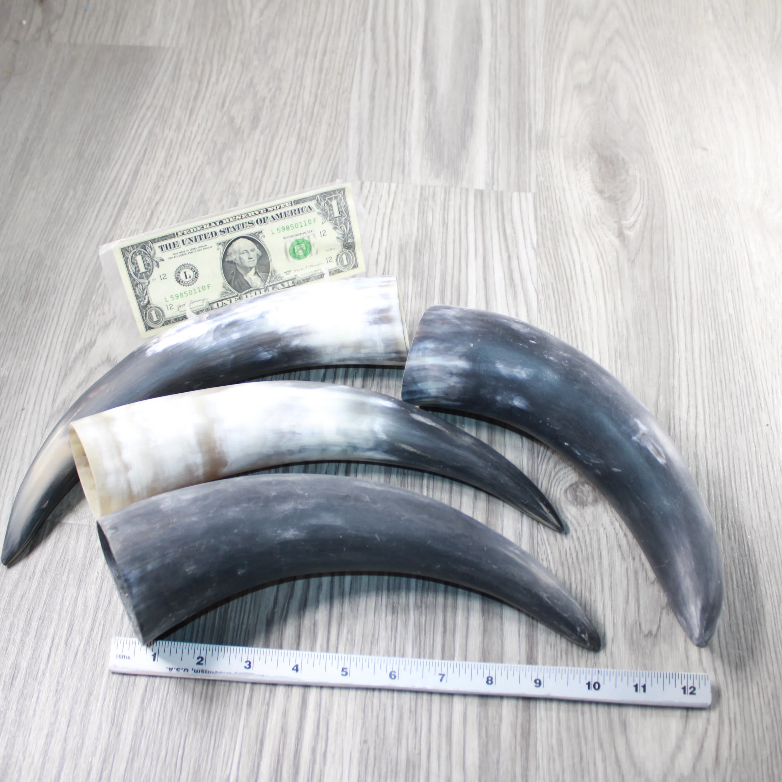 4 Raw Unfinished Cow Horns #4147 Natural Colored
