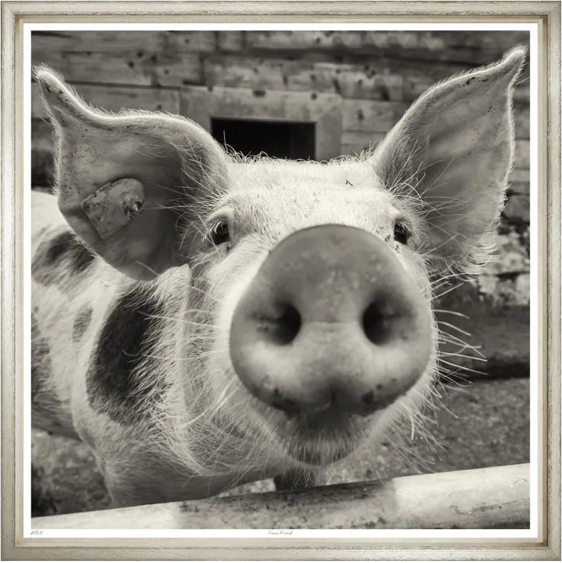 Farm Friend - Trowbridge