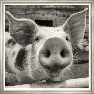 Farm Friend - Trowbridge