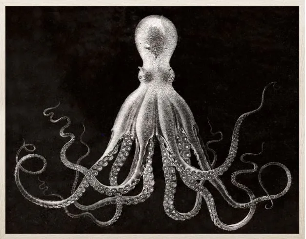 Lord Bodner, Black - Natural Curiosities