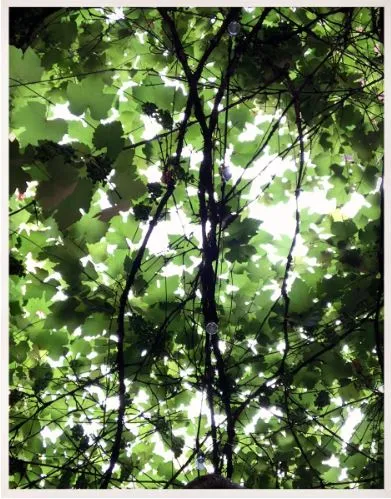 Nature Light - Natural Curiosities